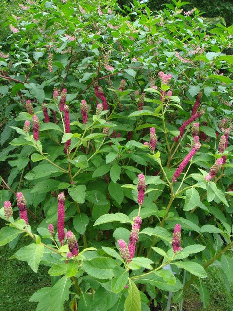 Phytolacca esculenta
